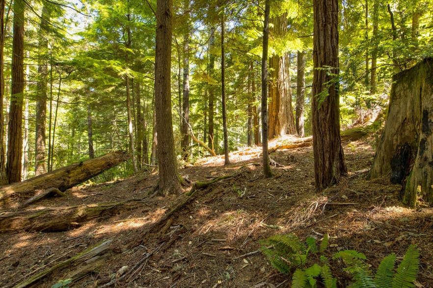 More Photos Of 33170 Frog Pond rd, Little River Land For Sale