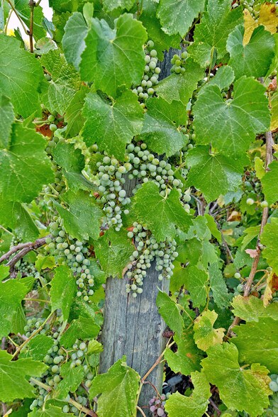 More Photos Of 3900 Holland Rd loop, Cave Junction Winery Vineyard For Sale