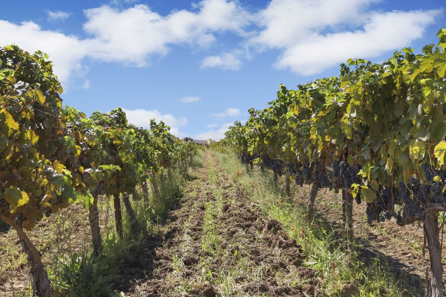 More Photos Of 8482 W Linne Rd, Tracy Winery Vineyard For Lease