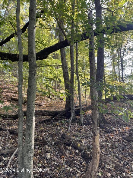 Primary Photo Of 370 Gracie Ln, Caneyville Land For Sale