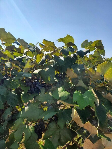 More Photos Of , Paw Paw Winery Vineyard For Sale