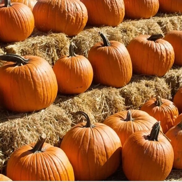 More Photos Of 625 IN-75 Rd, Flora Amusement Park For Sale