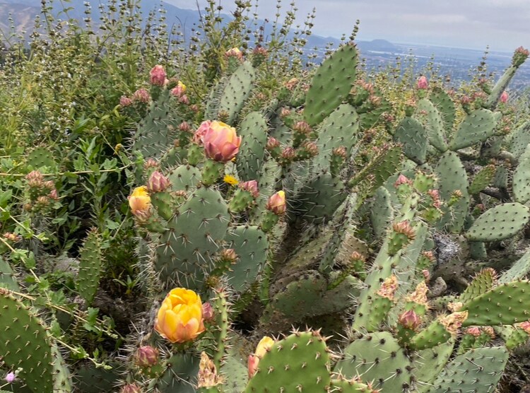 More Photos Of 7979 Worth Way, Camarillo Land For Lease