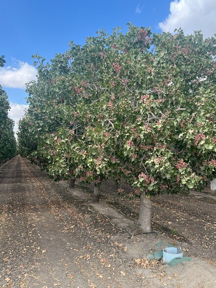 More Photos Of +/-154 Acre Pistachio Orchard - Idaho ave, Hanford Land For Sale