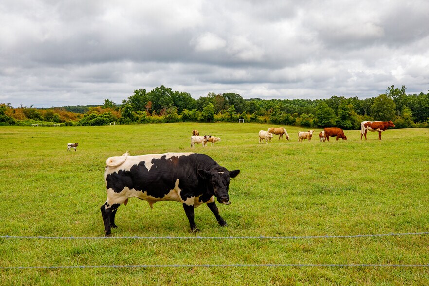 More Photos Of 3262 County Road 6, Hackleburg Land For Sale
