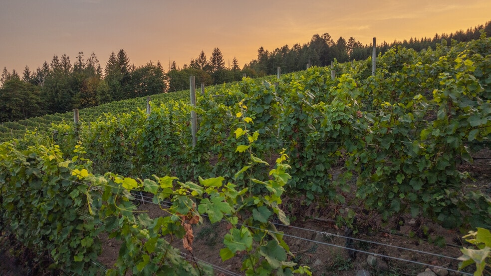 More Photos Of , Duncan Winery Vineyard For Sale