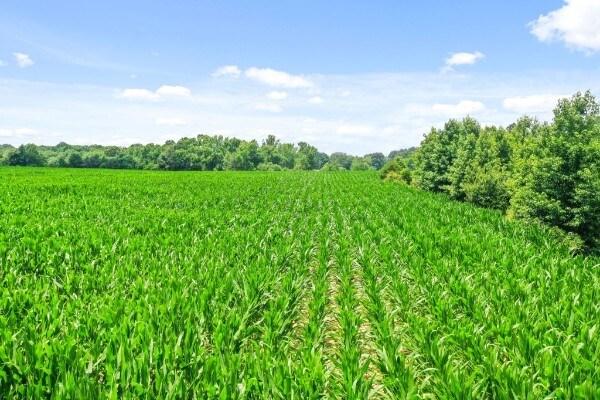 More Photos Of 1009 Dorris Winters Rd, Chapmansboro Land For Sale