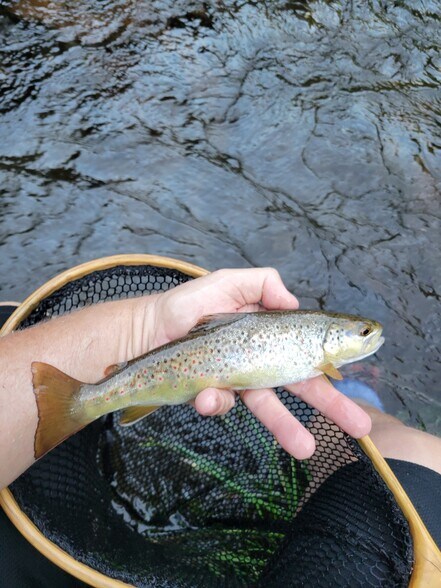 More Photos Of 2883 N Railroad Flat Rd, Wilseyville Land For Sale