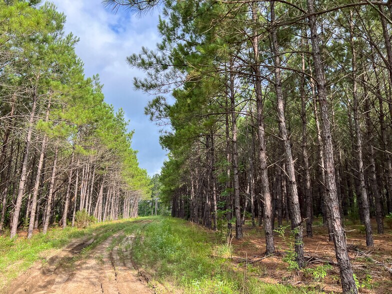 More Photos Of Farm to Market Road 1725, Willis Land For Sale