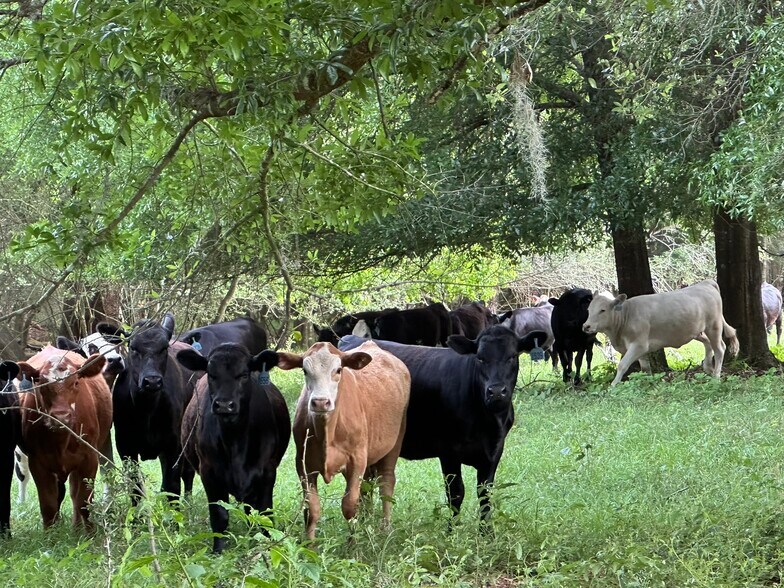 More Photos Of Millside Road, Laurel Hill Land For Sale