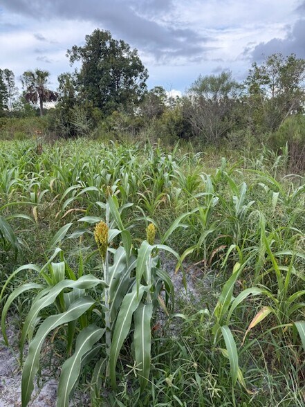 More Photos Of Redlands Dr, Deland Land For Sale