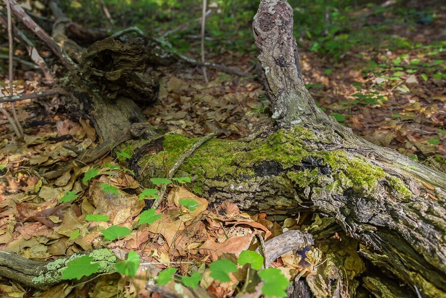 More Photos Of 224 Foxfire Rd, Aberdeen Land For Sale