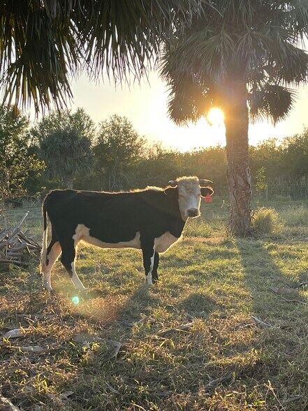 More Photos Of 2105 86th Ave SW, Vero Beach Land For Sale