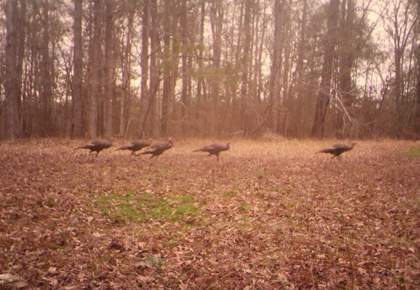 More Photos Of 17796 Dry Branch loop, Northport Land For Sale