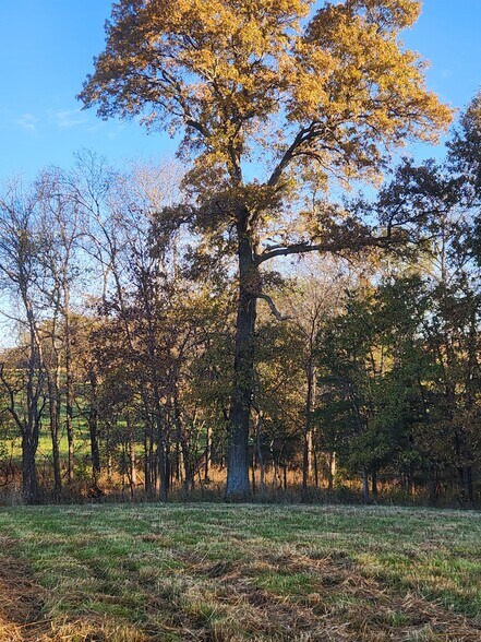 More Photos Of County Road 197 (5+/- Acres) Tract 3, Williamsburg Land For Sale