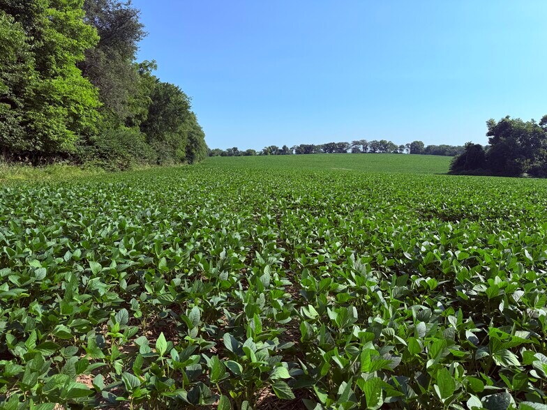 More Photos Of Walnut Hill Ln. (36.31+/- Acres), Elsberry Land For Sale