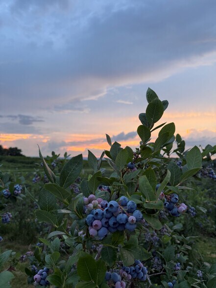 More Photos Of 280-300 Matson Hill Rd, South Glastonbury Land For Sale
