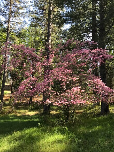 More Photos Of 14762 Wabash Ave, Grass Valley Winery Vineyard For Sale