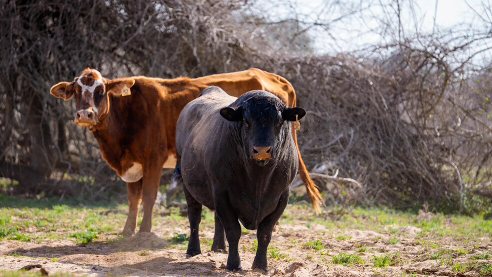 More Photos Of Texas 97, Cost Land For Sale