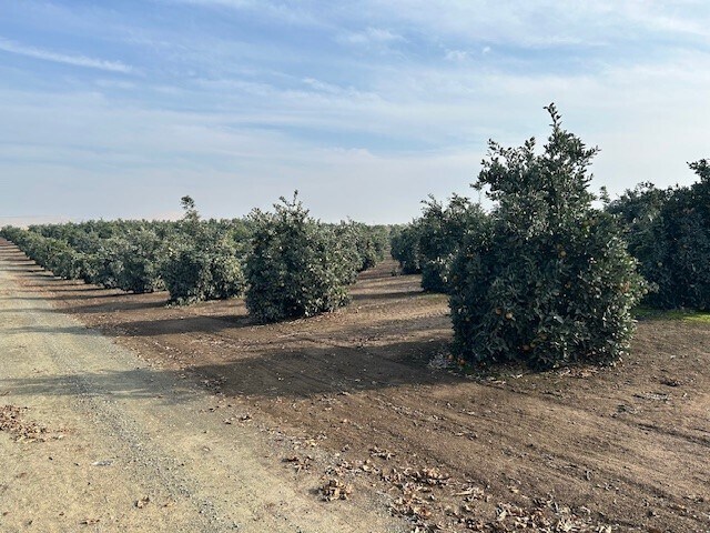 Primary Photo Of Road 264-South of 95 ave, Terra Bella Land For Sale