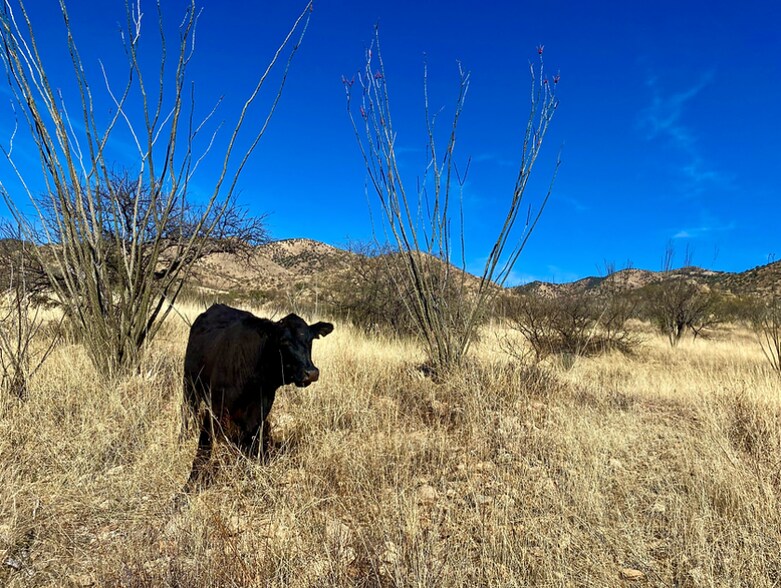 More Photos Of Alto Ranch, Rio Rico Land For Sale