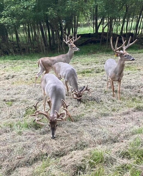 More Photos Of 6040 AL-28, Pine Apple Lodge Meeting Hall For Sale