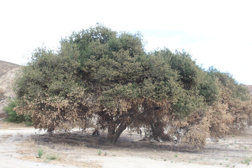 More Photos Of 31029 Hasley Canyon Rd, Castaic Land For Sale