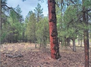 More Photos Of 4900 Arizona 260, Lakeside Land For Sale