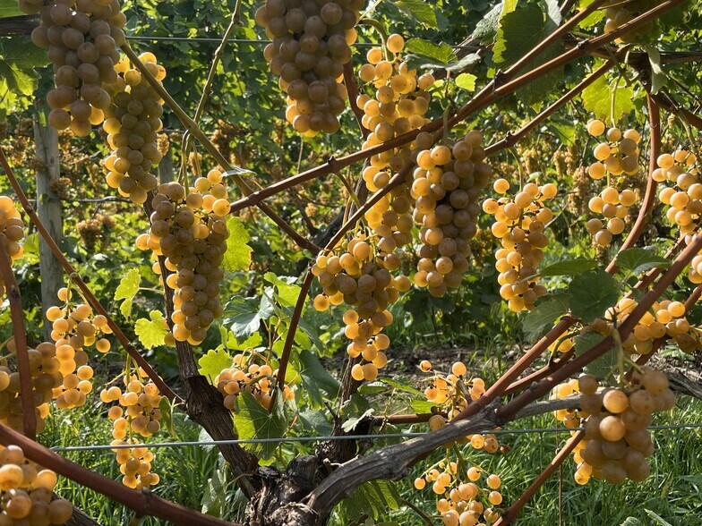 More Photos Of 10220 Lauer Rd, Baroda Winery Vineyard For Sale