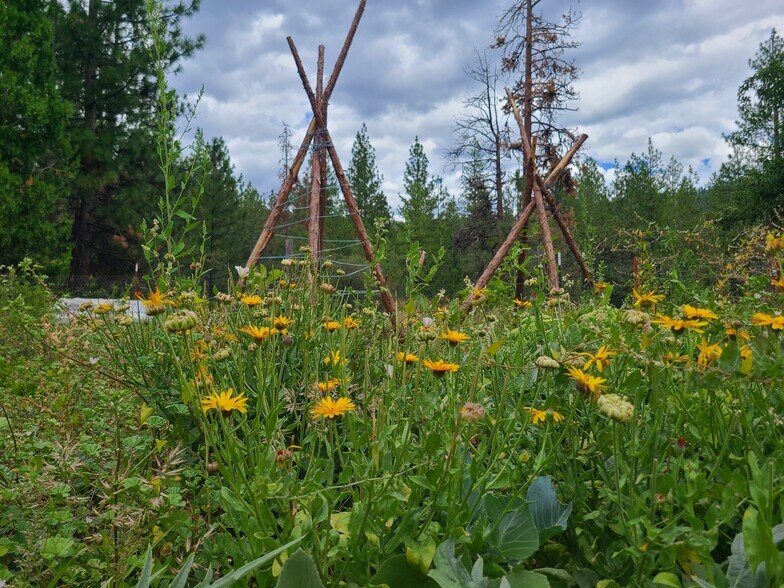 More Photos Of 6409 Kangaroo Creek Rd, Gazelle Land For Sale