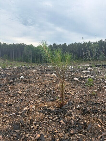 More Photos Of TBD Tarry Church Rd, Star Land For Sale