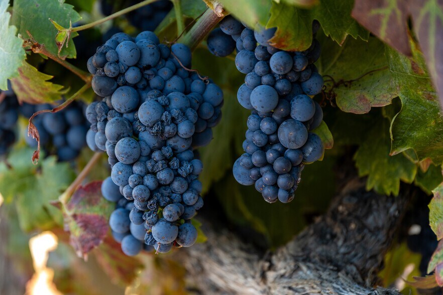 More Photos Of 13700 Rockpile Rd, Geyserville Land For Sale