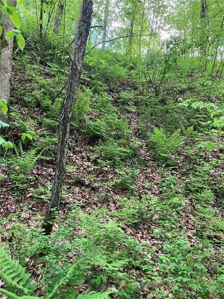 More Photos Of N3953 Bear Pen Rd, Arkansaw Land For Sale