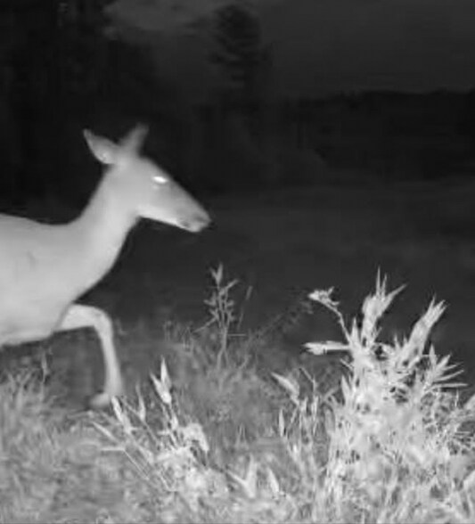 More Photos Of 799 County Road 213, Scottown Land For Sale