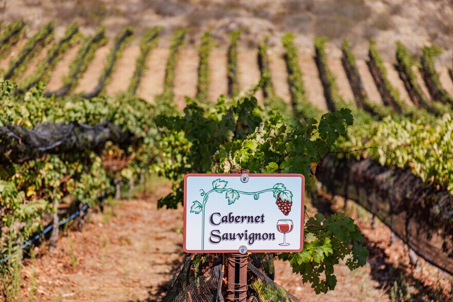 More Photos Of 2286 Sunshine Mountain Rd, San Marcos Winery Vineyard For Sale