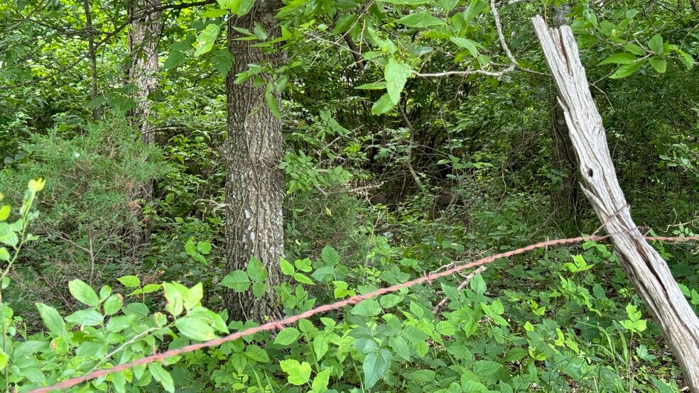 More Photos Of 9024 FM 64, Pecan Gap Land For Sale