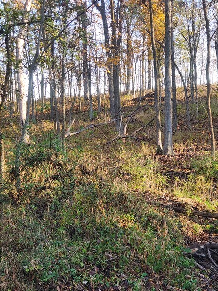 More Photos Of County Road 197 (5+/- Acres) Tract 3, Williamsburg Land For Sale