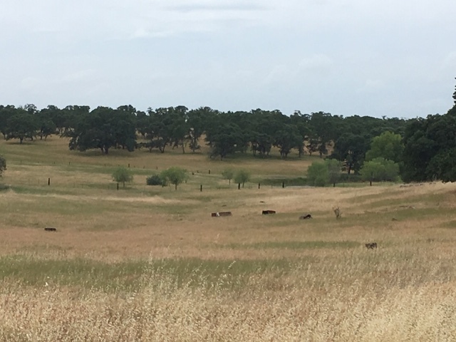 Primary Photo Of 0 0 Cox Lane (733 Acres) Ln, Oroville Land For Sale