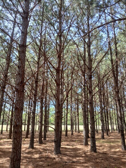 More Photos Of 414000 E 1920 Rd, Antlers Land For Sale