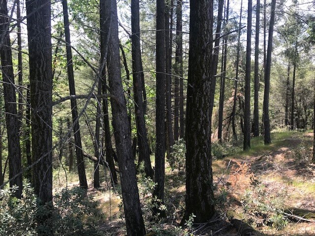 More Photos Of Canyon Creek Drive -1 @ Canyon Way, Colfax Land For Sale