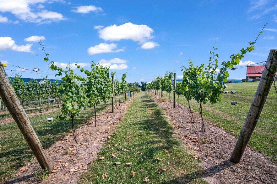 More Photos Of 3 Orchard Rd, Liverpool Winery Vineyard For Sale