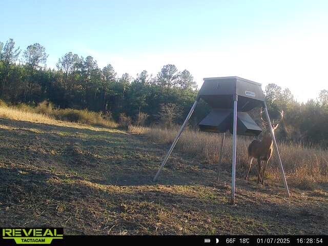 More Photos Of 17675 Cedar Springs Rd, Blakely Land For Sale