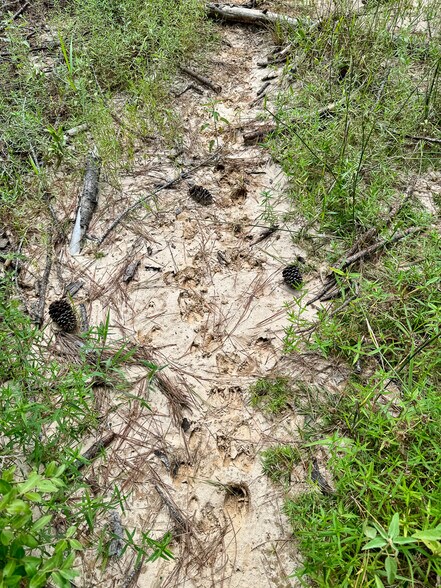 More Photos Of 0 Slim Palmer Road, Zavalla Land For Sale