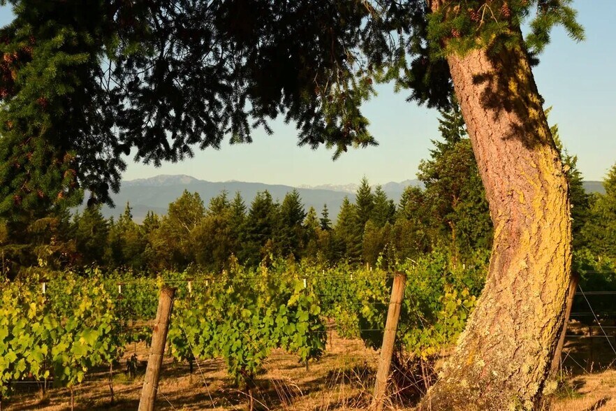 More Photos Of 1673 Woodland Dr, Port Townsend Winery Vineyard For Sale