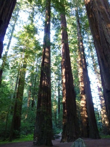 More Photos Of 12901 Avenue of the Giants St, Myers Flat Hospitality For Sale