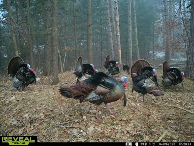 More Photos Of Fisher Road, Iola Land For Sale