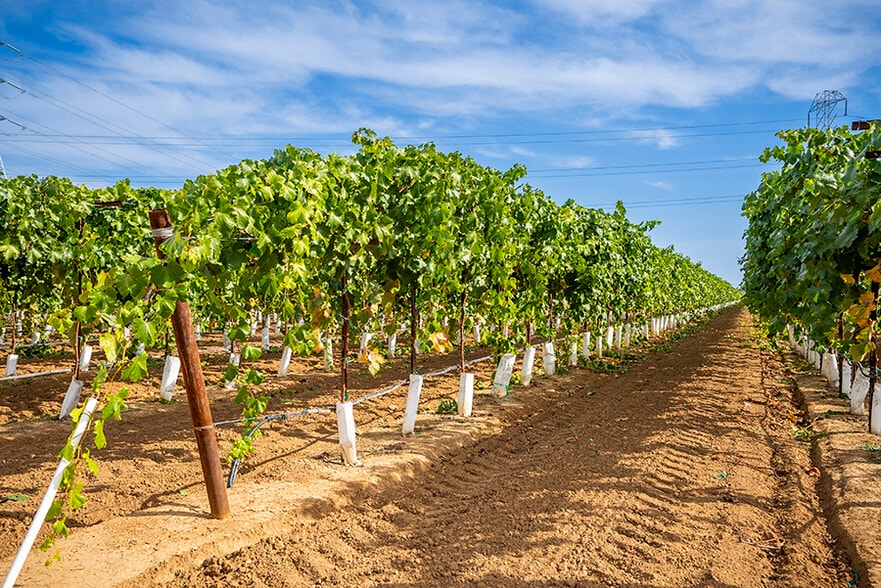 More Photos Of Colony Ranch Vineyard, Wilton Land For Sale