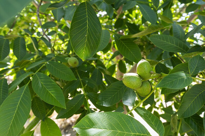 More Photos Of 0 Moon Rd, Corning Land For Sale