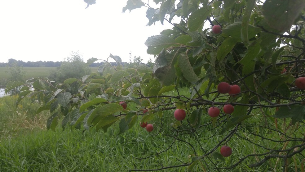 More Photos Of 13085 Brockton Ln N, Rogers Land For Sale