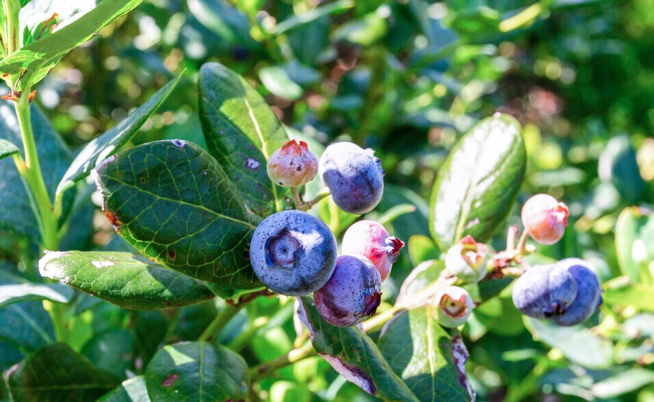 More Photos Of 3674 FL-64, Zolfo Springs Land For Sale